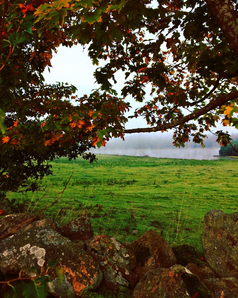 meadows, stones, lava, non-urban scene, mist, mystery, countryside, rural scene, orange, colors, views, landscapes, atmosphere, field, day, moss, bed, beautifully
