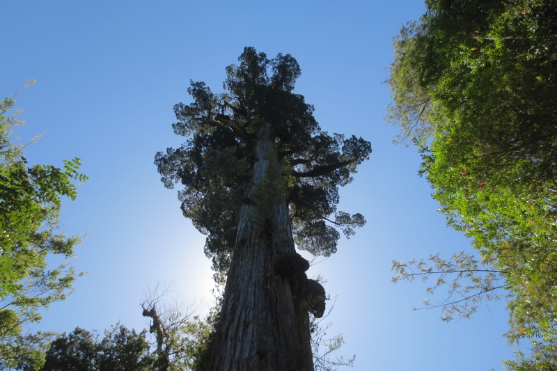 plant, national park, growth, nature, tree, sky, blue, outdoors, clear sky, trees, tranquil scene, land, tree trunk, sunlight, low angle view, day, 4K