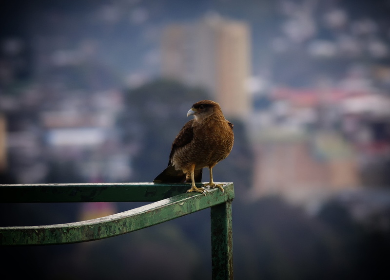 no people, animal themes, railing, animal wildlife, fence, day, chile, vertebrate, nature, focus on foreground, 2K, birds chilean, sparrow, metal, boundary
