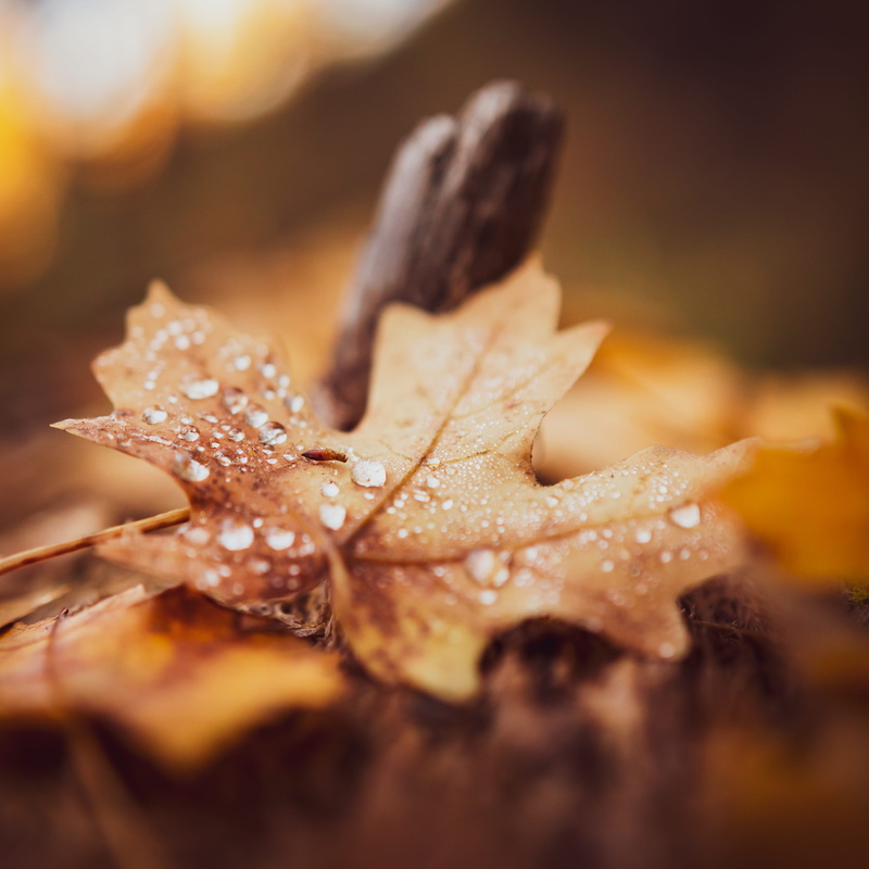 copy space, freshness, leaf, mountain, still life, shape, indoors, fall, dew, snack, studio shot, sugar, photography, food, canada, close, animal, close-up