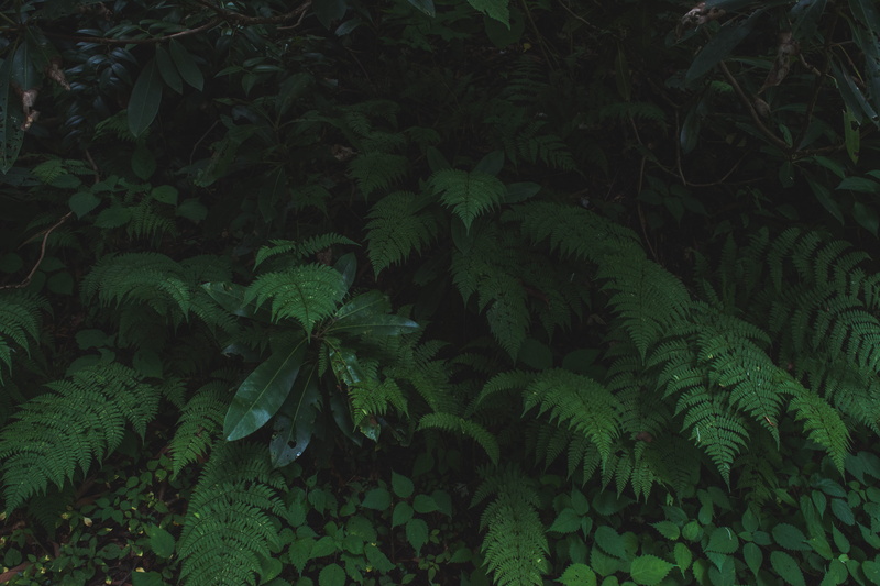 growth, rainforest, fern, full frame, leaves, leaf, outdoors, plant part, plant, day, 5K, tranquility, high angle view, green color, land, forest, united states