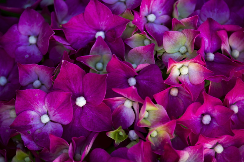 rosa, petal, botany, softness, wild flower, flower head, summer, petals, spring flowers, springtime, fragility, no people, spring, flowering plant, crocus
