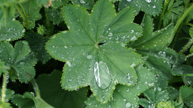 freshness, drop of water, plant, leaf, beads, outdoors, no people, dewdrop, beauty in nature, day, beaded, rainy season, water, rain, green Color, gardening