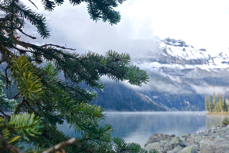 focus, scenics - nature, winter, scenics, outdoors, tree, sky, branch, landscape, environment, scene, tranquil scene, pine, green color, photography, beauty in nature