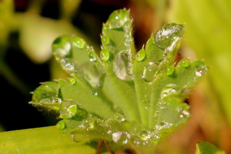 plant, raindrop, extreme close-up, close-up, macro, vegetable, drop, frauenmantel, outdoors, meadow, plant part, herbs, wet, food and drink, silver coat