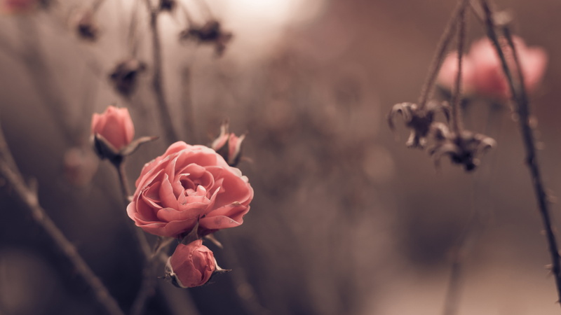 blur, 8k, spring, Rose, 5k, flowers, 5K