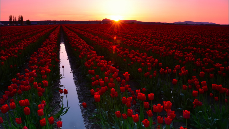 flowers, Skagit Valley, 5k, 5K, 8k, travel, 4k, tourism, USA, Sunset, Washington, Tulip Fields