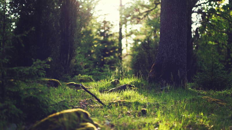 landscape, Yosemite, trees, OSX, grasses, 8k, forest, photo, 5K, 5k