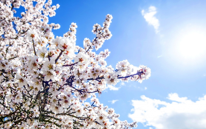 outdoors, flowering plant, spring, plants, no people, flower head, 1080P, flower, day, nature, cherry, tree, low angle view, bright, vulnerability, bunch of flowers