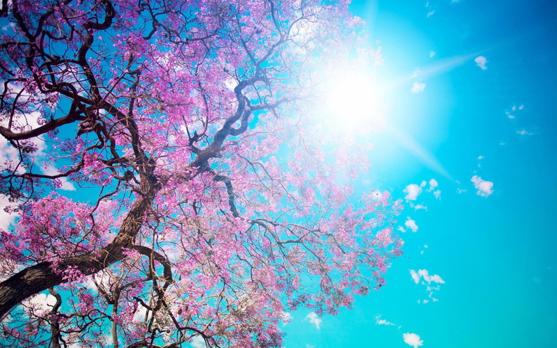 sky, sun, sunlight, freshness, plant, cherry tree, sunbeam, beauty in nature, nature, branch, tree, low angle view, 1080P, blue, flower, outdoors, springtime