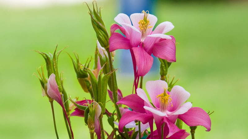 pink flowers, 4K, flowers, plants