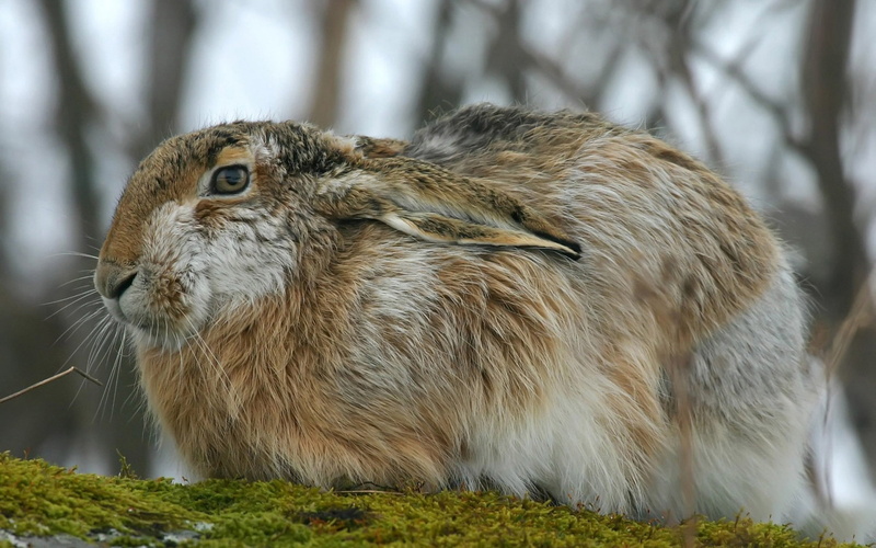 outdoors, pets, cute, day, young Animal, wildlife, tree, mammal, rabbit, land, looking, grass, rodent, animal hair, whisker, vertebrate, gray, no people
