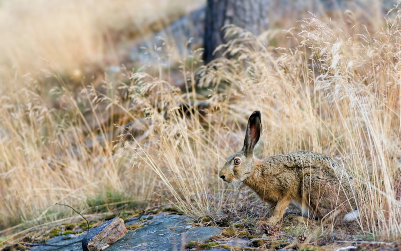 close, Hare, Bushes, Natural, 720P