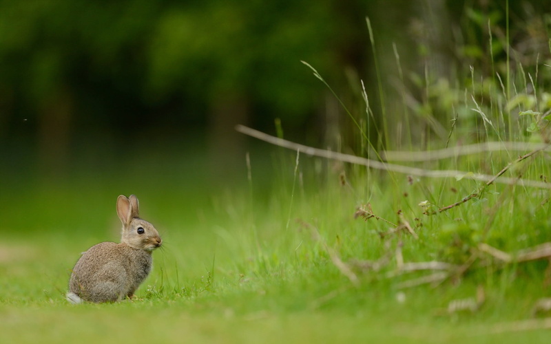 growth, animal, animals in the wild, close-up, 1080P, plant, one animal, land, focus on foreground, rabbit, animal themes, hare, vertebrate, no people