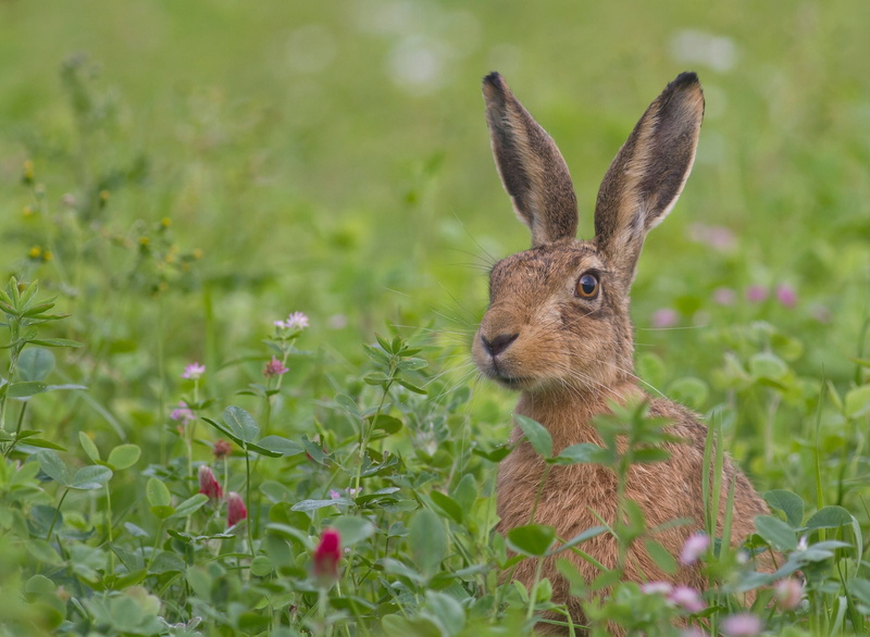 growth, grass, outdoors, 2K, mammal, flowers, easter, hare, day, plant, animal, face, springtime, young Animal, domestic animals, animal wildlife, animal themes