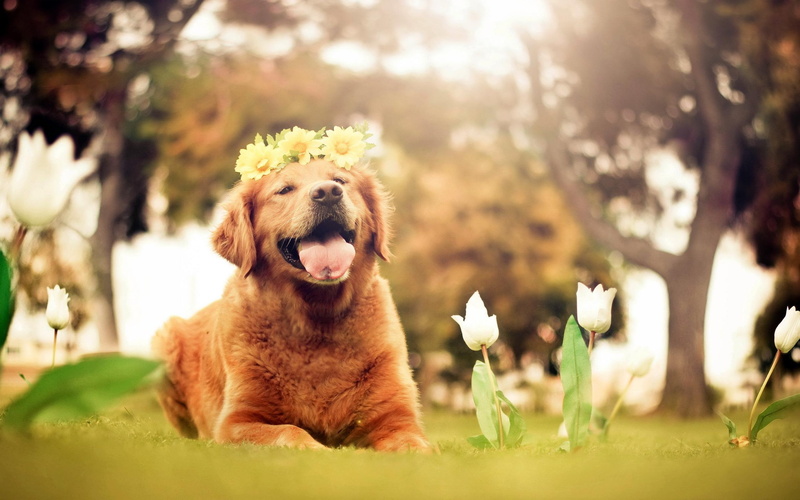 golden, wreath, tulips, animals, yellow, fresh, happy, 2K, springtime, white, makes, dogs, retriever