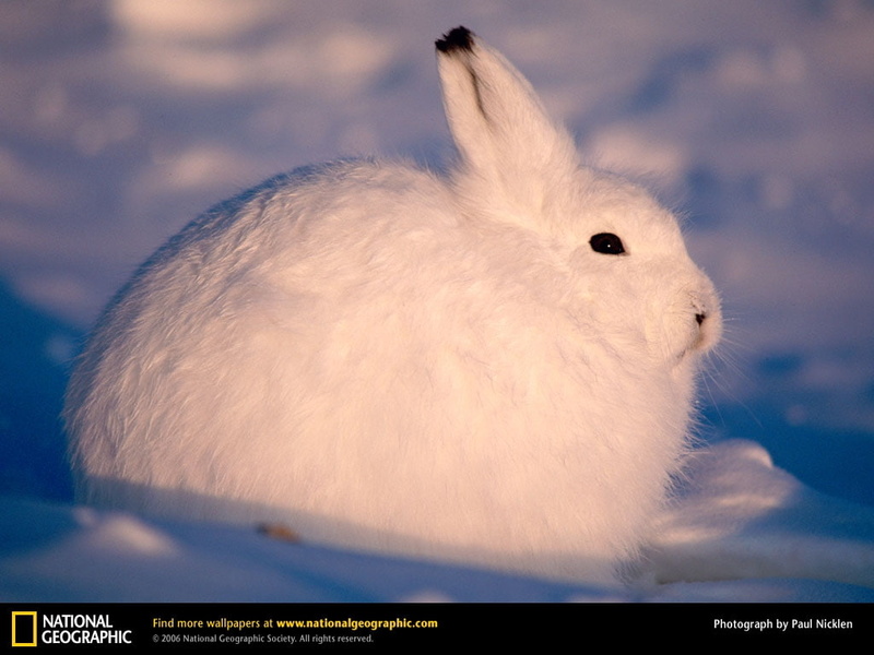 480P, hd, snow, Arctic, animals, art, white, hare