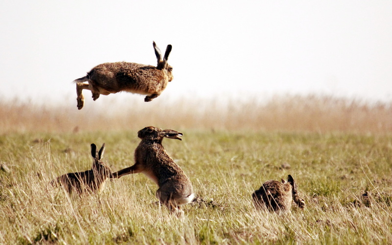 hares, 2K, field, Nature, Best s