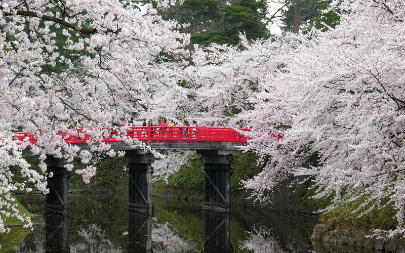 branches, japan, springtime, tree, trees, blossom, bank, people, leaf, bridge, 3d and abstract, white, water, japanese, 1080P