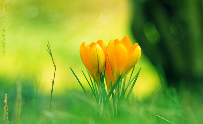 bright, field, yellow crocus flowers, green color, flowers, yellow, flower head, nature, no people, summer, green, outdoors, ornamental garden, freshness