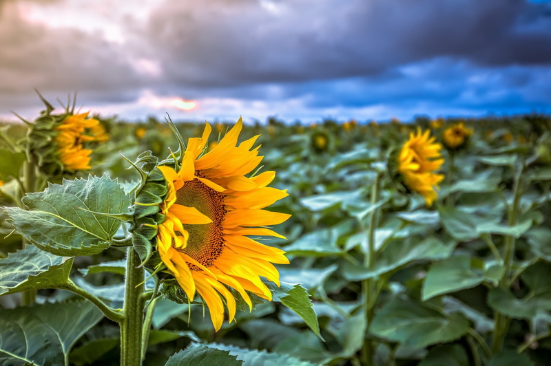 1080P, sunflowers, plants, yellow flowers, flowers