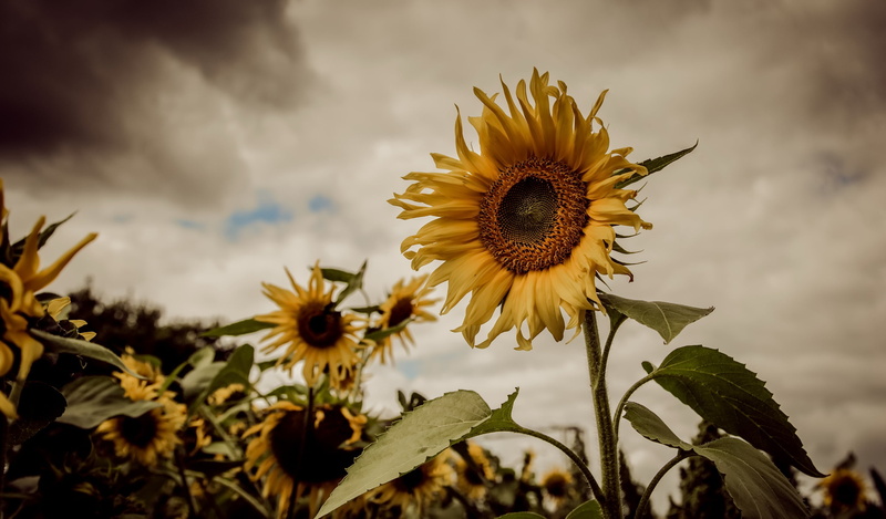 plants, flowers, sky, growth, outdoors, freshness, yellow flowers, yellow, pollen, cloud - sky, petal, plant, vulnerability, focus on foreground, close-up