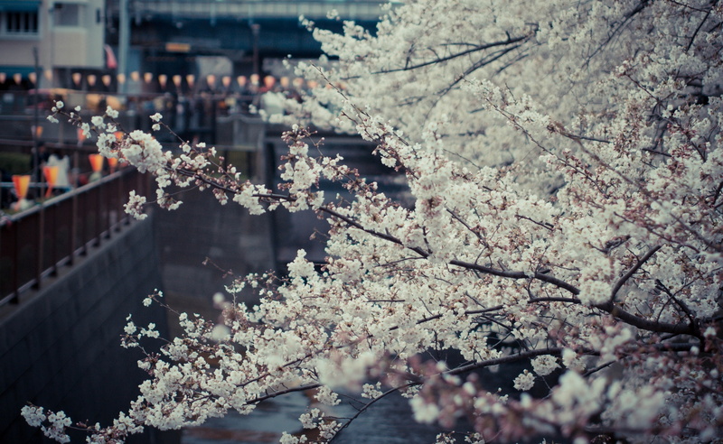 growth, Japan, flowering plant, 45mm, freshness, branch, white, mzuiko, flower, 2K, outdoors, plant, building exterior, no people, lumix, cherry tree