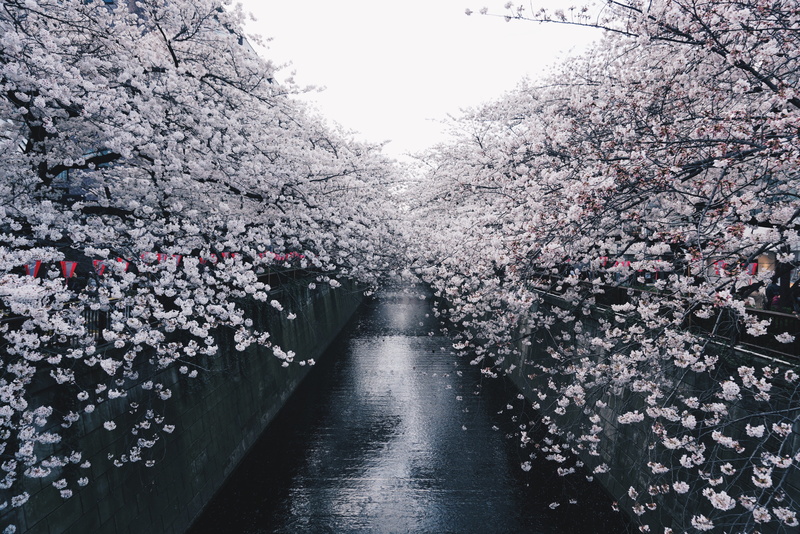 vulnerability, blossom, fragility, nakameguro, white, daytime, canal, cherry blossom, flower, pavement, road, growth, 2018, 4K, branch, river, bright
