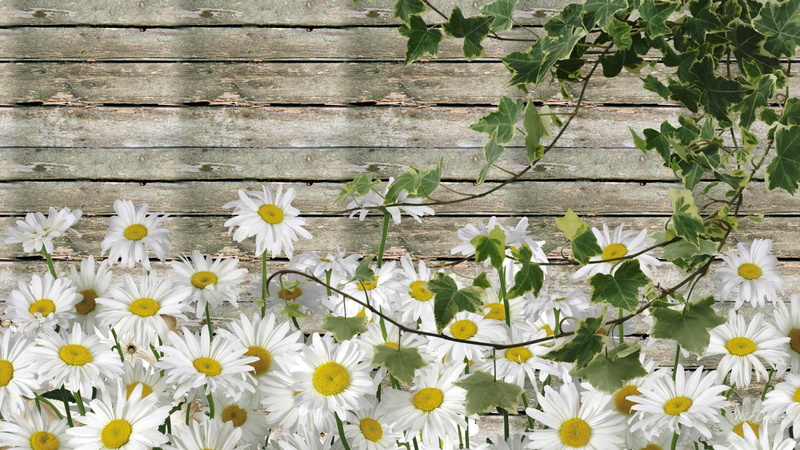 1080P, nature and lan, summer, wild flowers, white, barn board, spring, ranch, barn, daisies, chamomile, farm, flowers