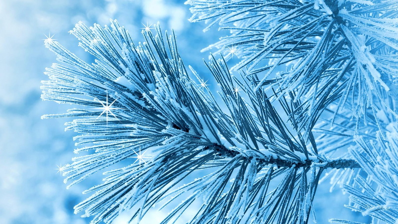 spruce, winter, snow, tree, blue, frosty, cold, 1080P, pine, frost, sparkle, nature and lan, snowing, frosted