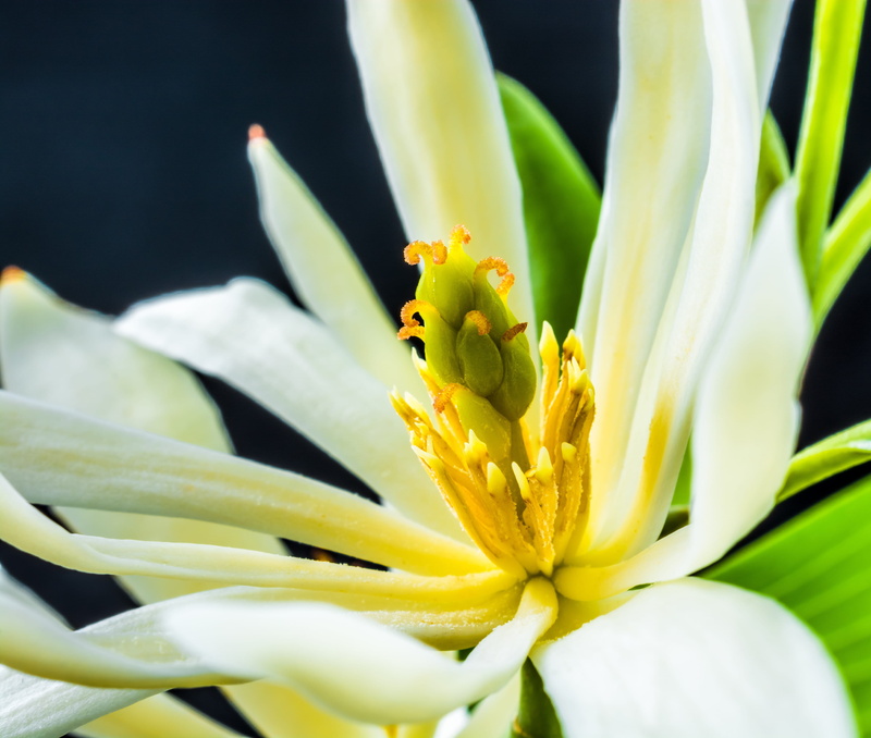 magnolia champaca, white color, nature, freshness, vulnerability, no people, bloom, magnolia, flower, petal, botany, yellow, day, branch, champaka, white