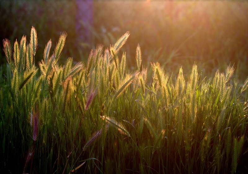 plant, outdoors, tranquility, field, green Color, no People, rural Scene, golden, crop, summer, light, beauty In Nature, stalk, grass, agriculture, spice