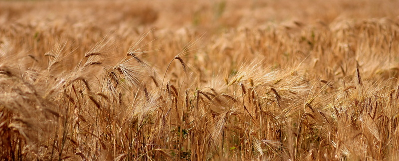 day, rye, 4K, backgrounds, spice, cereal plant, growth, crop, oat - crop, brown, land, farm, camp, wheat, rural scene, field, summer, lan, wheat field