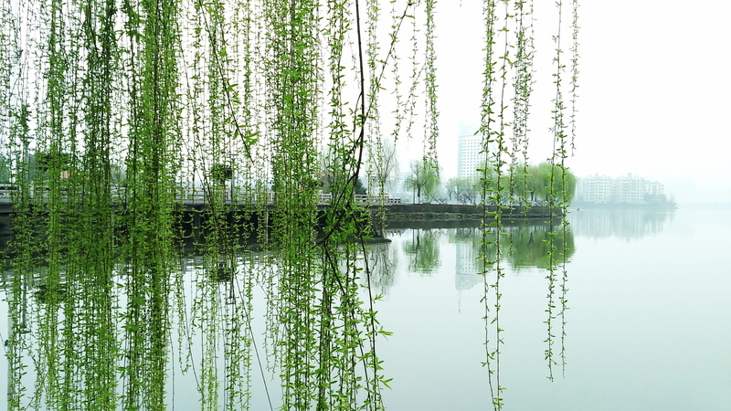 growth, day, tranquility, symmetry, green color, Lake, lake, waterfront, Ezhou, yang lan lake, outdoors, Yang Lan, willow, plant, Willow, beauty in nature