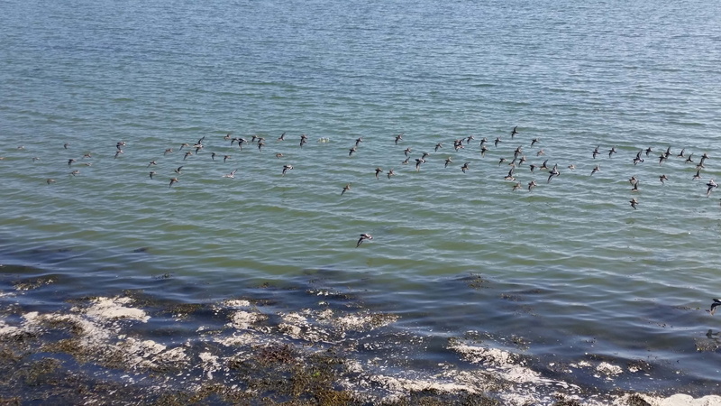 5K, large group of animals, coast, rippled, Scenery, Beach, animal wildlife, sea, bird, nature, landscape, Flying, day, tranquility, beauty in nature