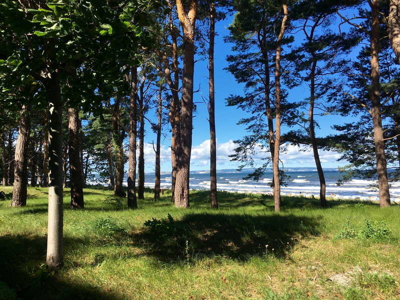 pine, forest, tranquility, sea, outdoors, trunk, 4K, landscape, day, green, tree, lan, land, summer, field, non-urban scene, beauty in nature, growth