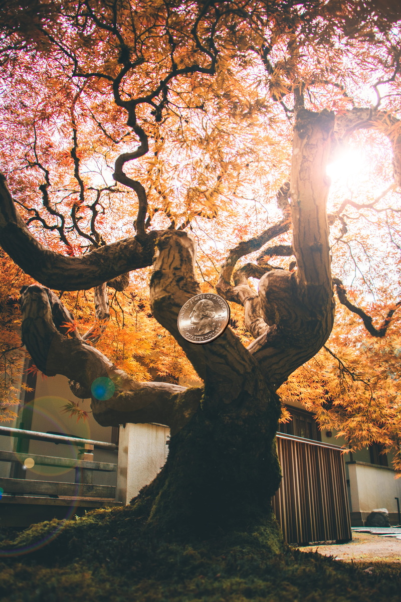 building, tree, nature, autumn, sunlight, plant, low angle view, branch, park, shelter, no people, trunk, coin, outdoors, countryside, architecture, rural