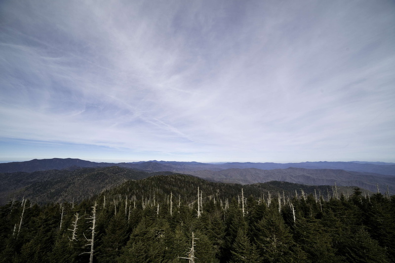 coniferous tree, tranquil scene, plant, scenics - nature, 4K, sky, idyllic, outdoors, hills, tranquility, remote, tree, landscape, no people, pine woodland
