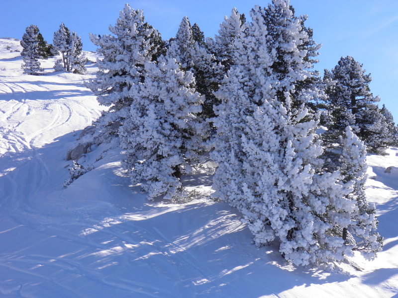 non-urban scene, snowy landscape, outdoors, altitude, nature, 4K, sunlight, snowcapped mountain, no people, Snow, blue, pine tree, cold temperature, tranquil scene