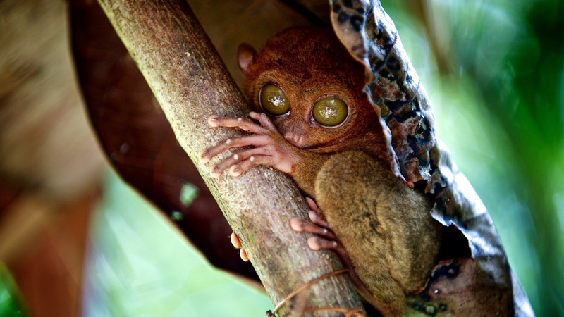 wildlife, National Geographic Traveler Photo Contest, 2K, Philippines, Tarsier
