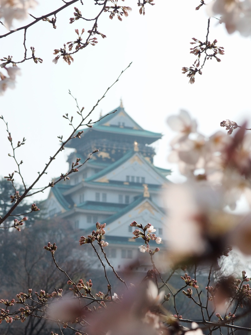 plum blossom, outdoors, looking through foliage, depth of field, branch, flower, white, low angle view, green, flowering plant, built structure, building exterior