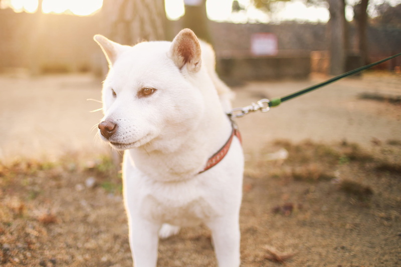 vertebrate, pet collar, dog, pets, small, focus on foreground, nature, one animal, collar, shiba inu, no people, animal, looking, puppy, canine, 1080P