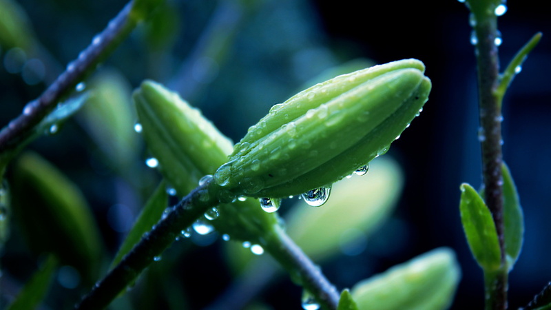 day, water drops, dew, green color, close-up, wet, focus on foreground, selective focus, blue, growth, no people, plants, freshness, macro, rain, food and drink