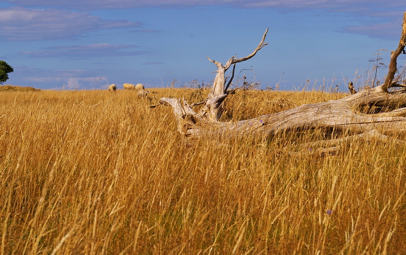 holiday, outdoors, hiking, reported, danish coast, tranquil scene, sea, sky, dry, shellfish mussels, sun, scenic, plant, tree, dead plant, nature reserve