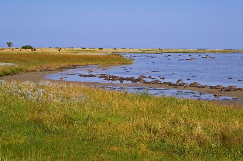wetland, swamp, danish baltic beach, holiday, blue sky, environment, denmark, island, danish baltic, shellfish mussels, animal, baltic sea, nature, beauty in nature