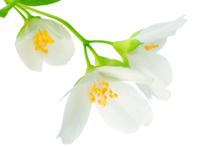 summer, white color, fragility, purity, gentle mood, stem, blossom, bouquet, 5K, branch, beauty, plant part, beauty In Nature, freshness, flower, indoors