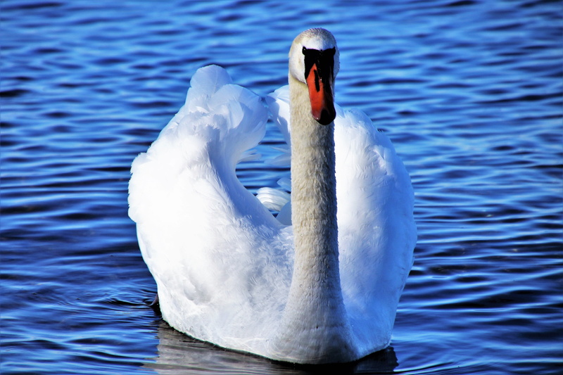 day, nature, the silence, water bird, pen, gentleness, animal, birds, switzerland, animal neck, animal themes, lake, swimming, animal wildlife, relax, swan