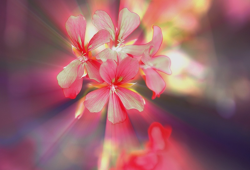 summer, flowering plant, stamens, outdoors, glow, close-up, flora, 5K, the delicacy, flower, balcony flowers, focus on foreground, day, petal, plant, pink color