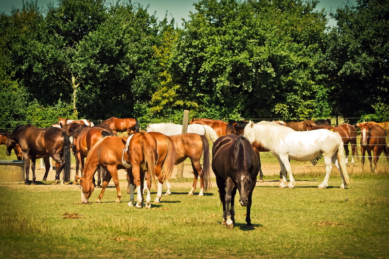 rest, green color, ride, day, field, land, tree, animal, livestock, landscape, horse, pets, grass, animal themes, plant, graze, domestic, herbivorous, outdoors