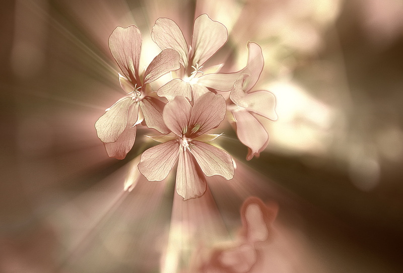 beauty, growth, glow, springtime, vulnerability, focus on foreground, anniversary, flora, selective focus, mood, sunlight, 5K, gentleness, no people, full bloom